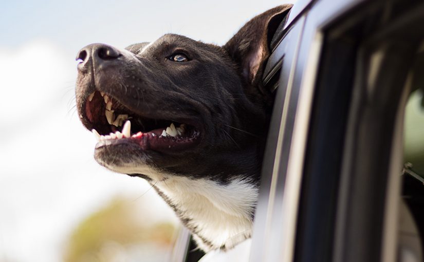 dog-in-car-825x510