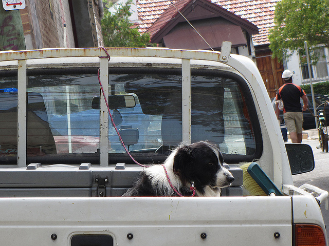 tradie-dog