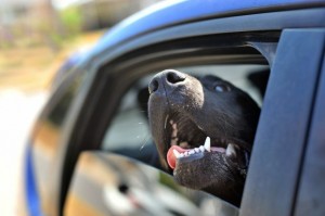 Dog-hot-car-300x199.jpg